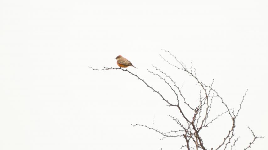 Bird resting on a tree branch