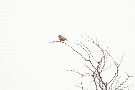 Bird resting on a tree branch